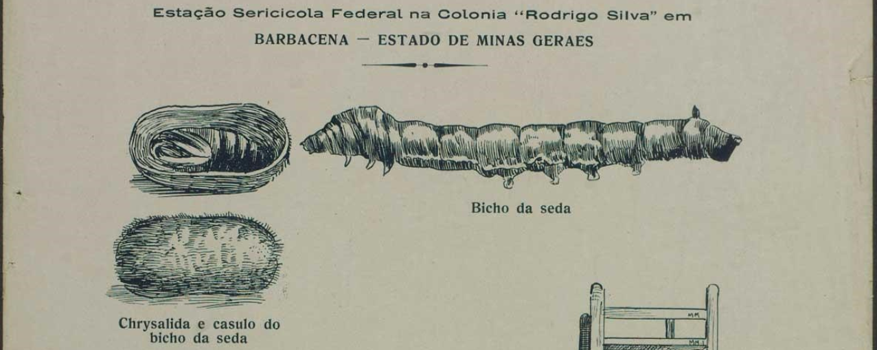 Na imagem, consta ilustrações do bicho da seda e de uma chrisalyda e casulo do bicho da seda.